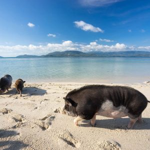 1 Day trip Samui Island, Pig Island and Tan Island