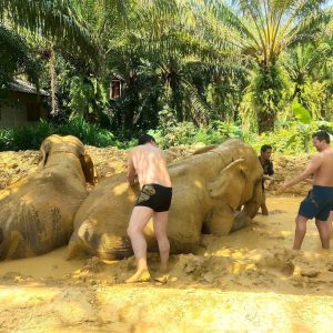 1 Day Elephants and Bamboo rafting in khaosok